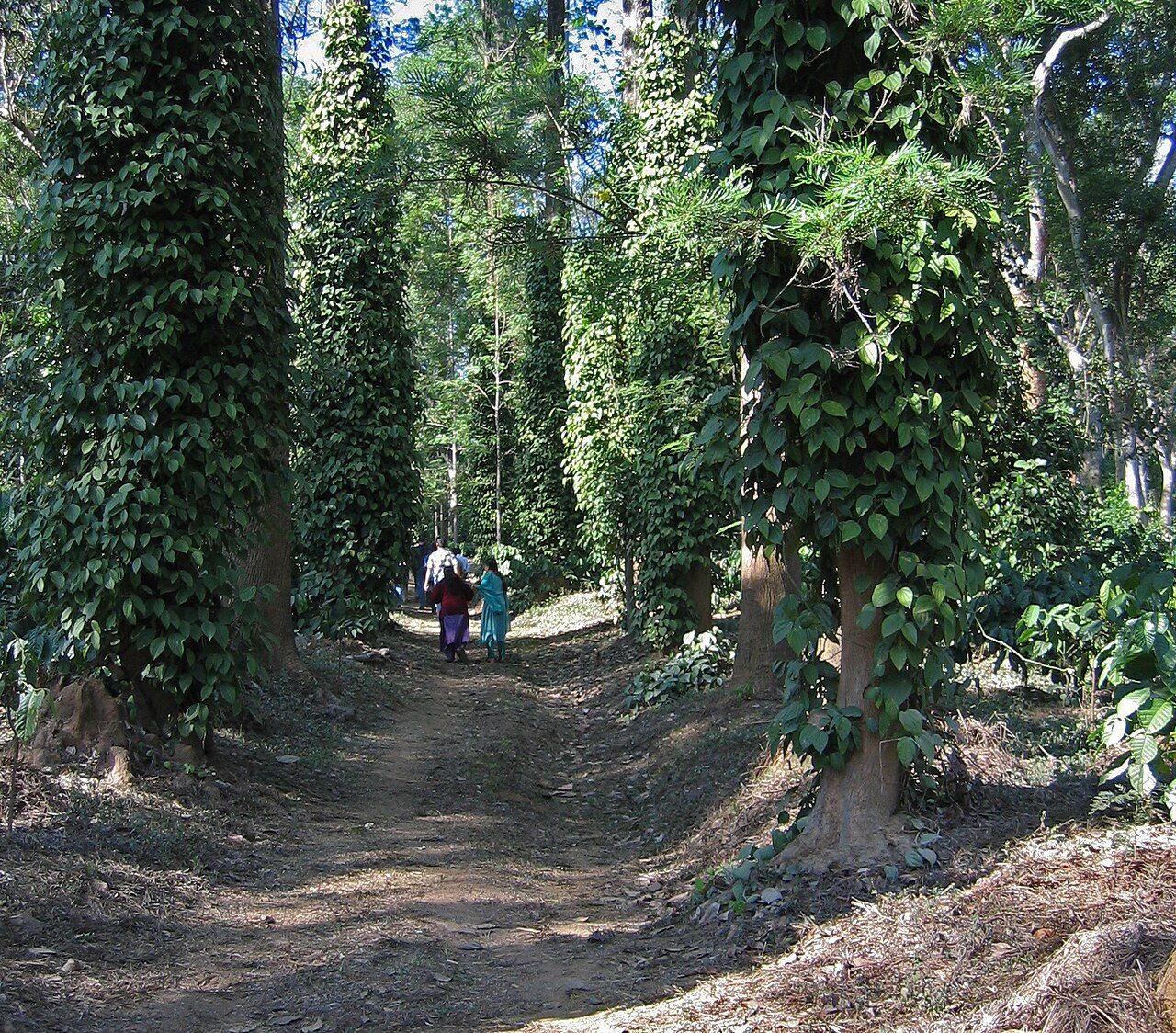 A footpath through a Coorg plantation, with pepper vines climbing tall trees on both sides
