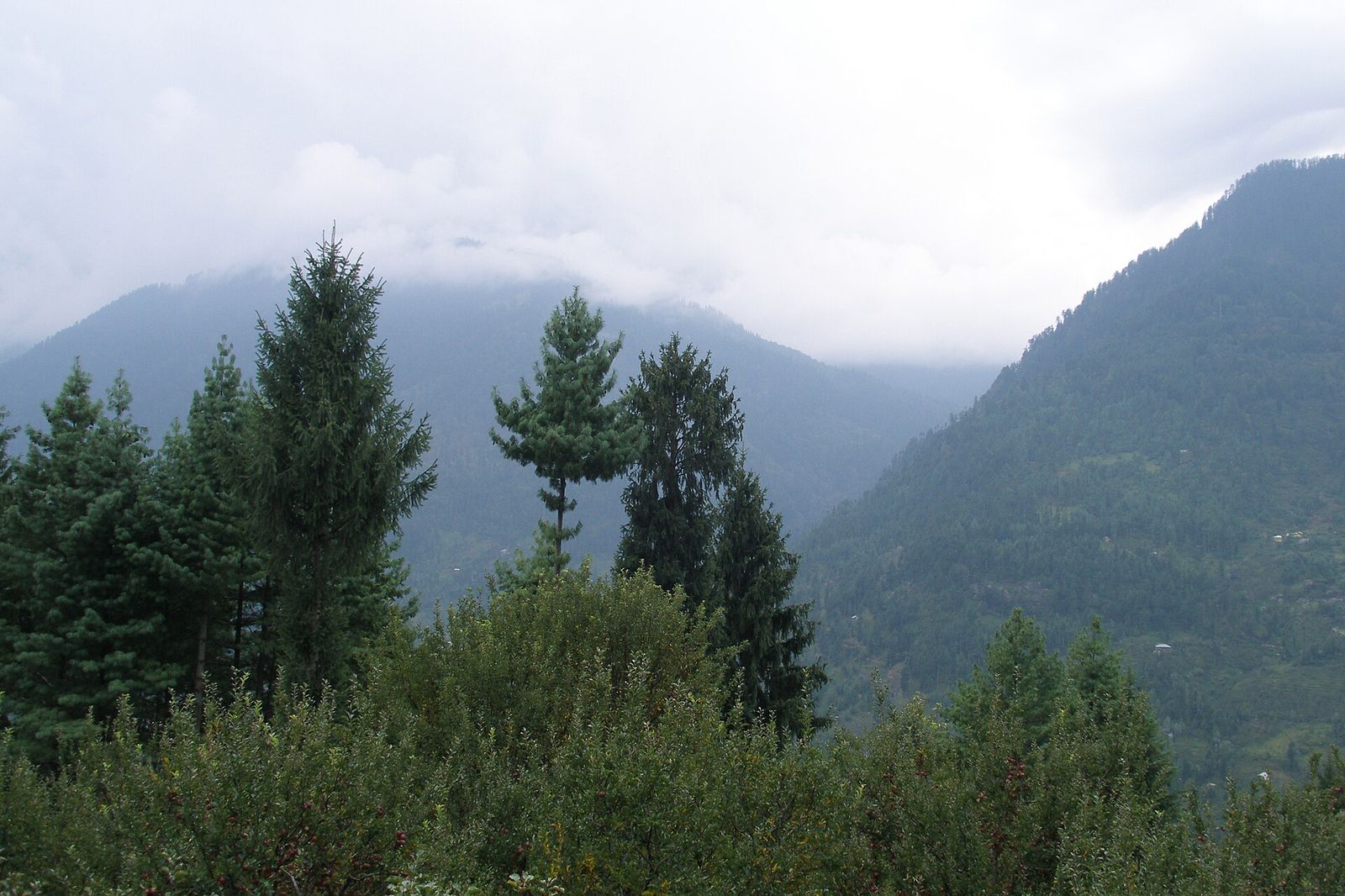 Pine and deodar trees on the steep, cloud-wrapped slopes of the Kullu Valley