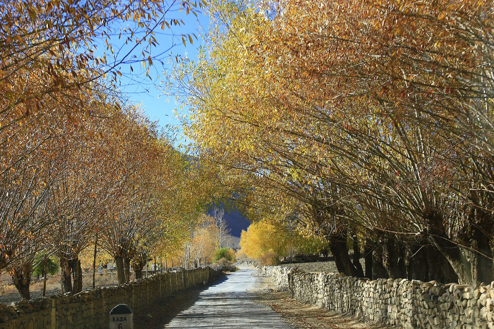 A road lined with golden autumn trees on the way to Kaza in Spiti