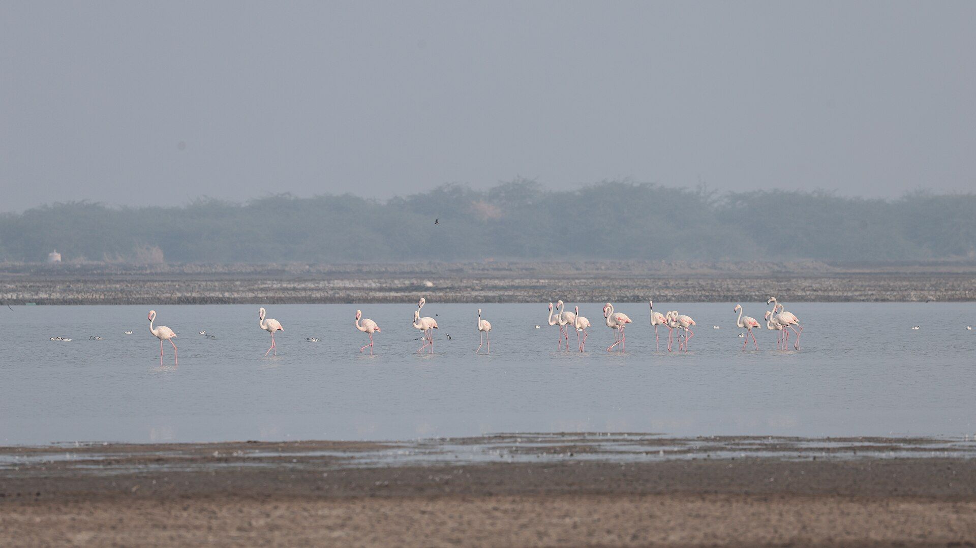 Flamingos wading in shallow water in the Little Rann of Kutch