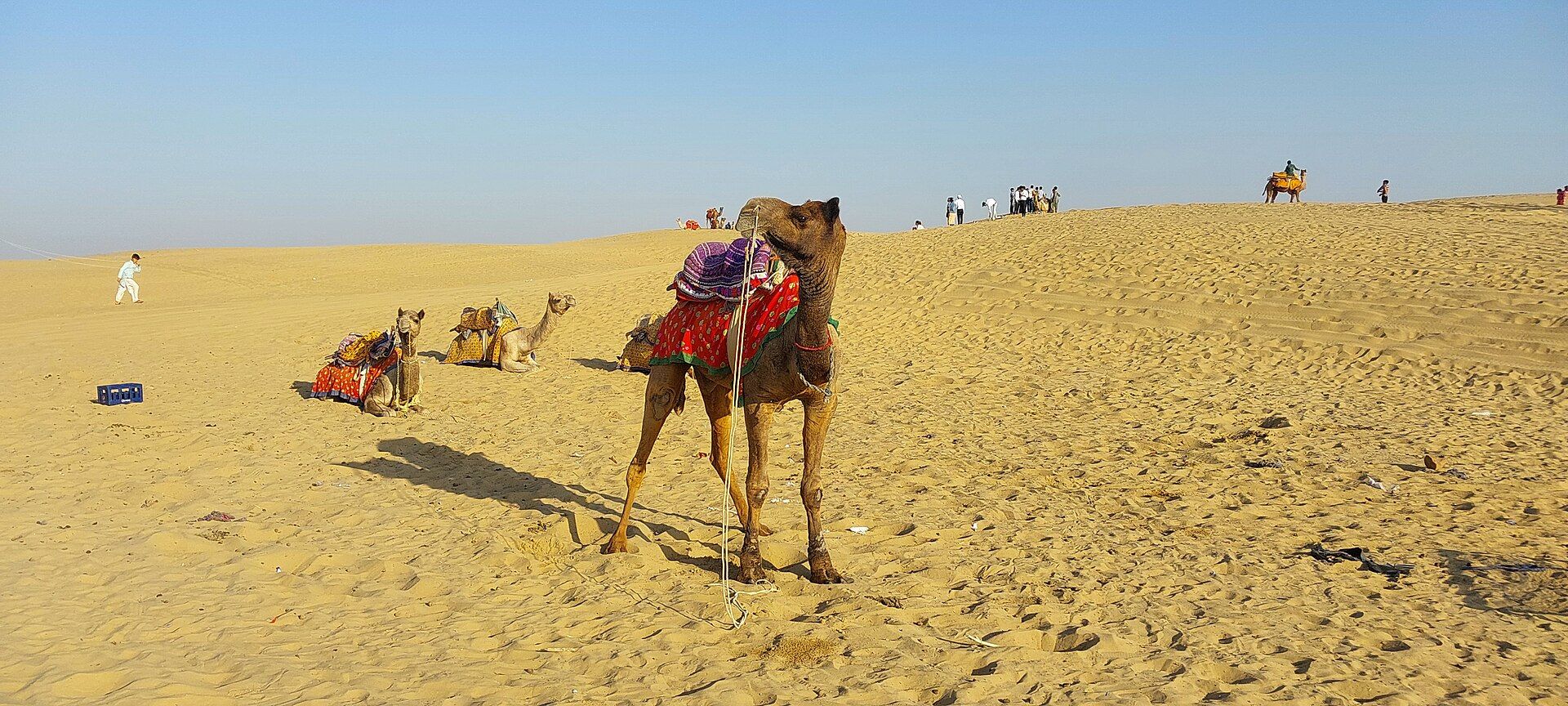 Camels resting and standing on the golden Sam sand dunes near Jaisalmer under a clear blue sky