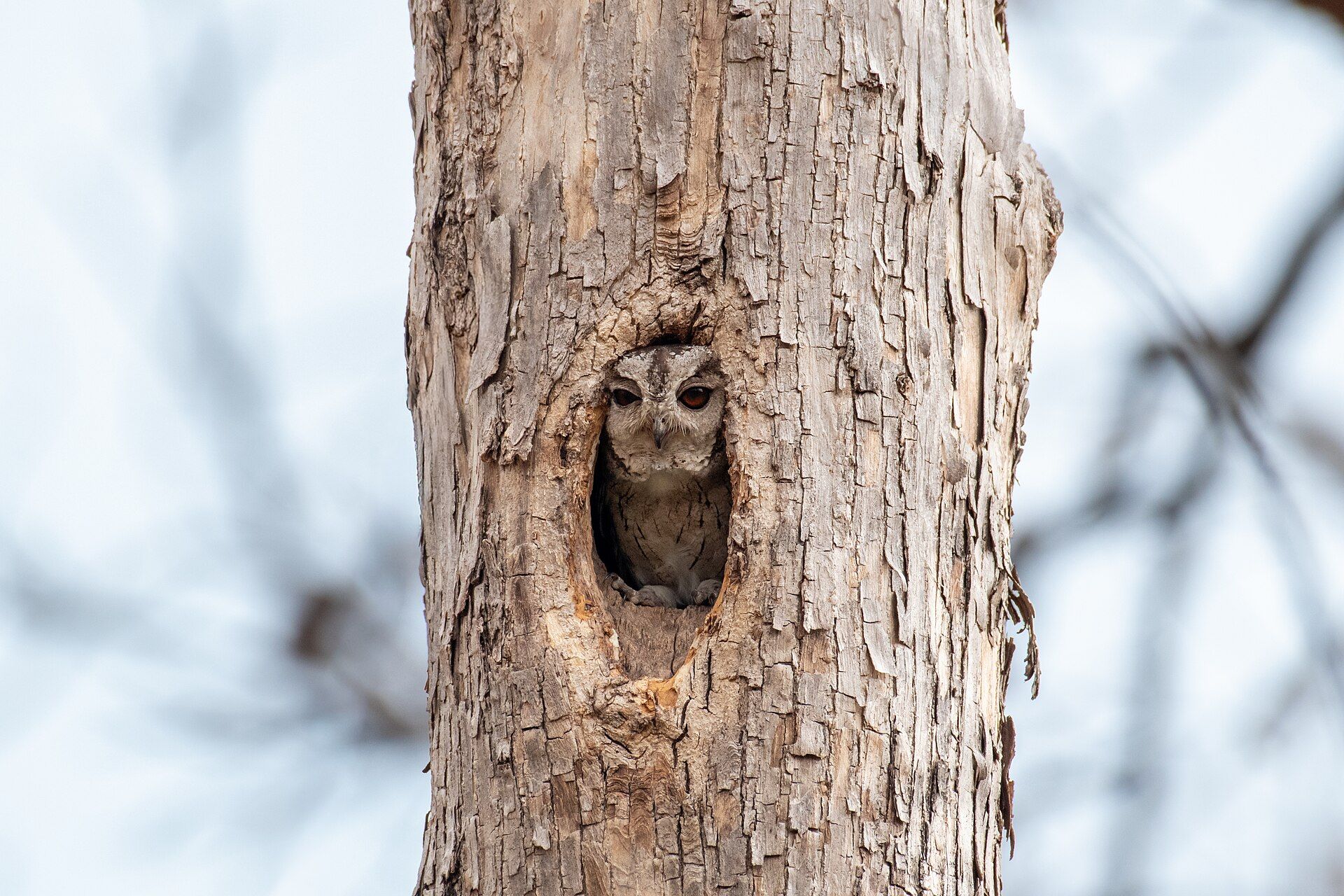 An Indian scops owl looking out of a tree hollow at Tipeshwar wildlife sanctuary